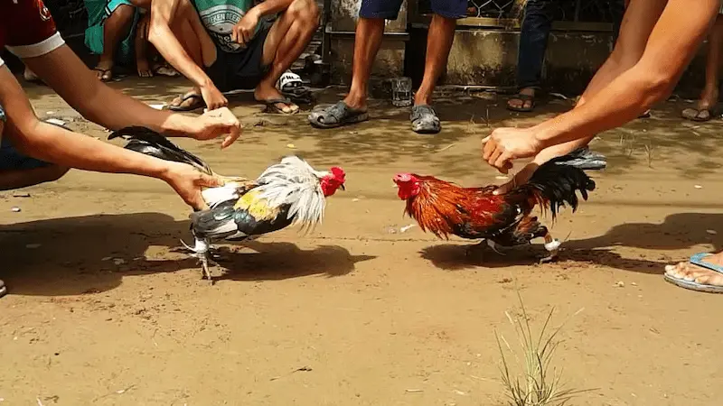 Luật phạt về hành vi xem đá gà